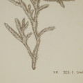 Botanical Graphite Drawing