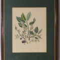 Botanical Lithographs 1844, Set of 3
